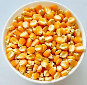 Maïs jaune entier non glutineux de qualité 2, non OGM, adapté à la consommation humaine, alimentation animale, origine - Product Image 1