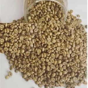 VILACONIC Vietnam ROBUSTA GREEN DE CAFÉ-Calidad de exportación de procesamiento de granos de café Robusta-Whatsapp:+ 84 388 385 347 Alicia - Product Image 5