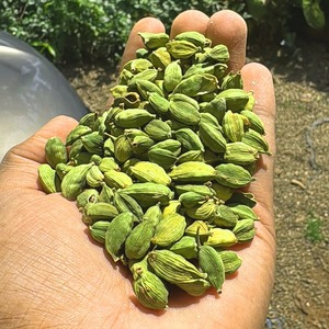 Achetez à prix compétitif des cardamomes vertes fraîches de qualité supérieure pour une utilisation polyvalente à la vente - Product Image 6