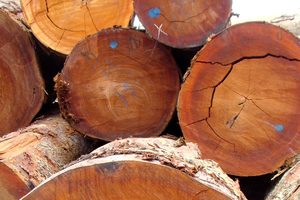 Best Unique Beautiful <b>Oak</b> Premium Grade Round Teak Wood Timber <b>Logs</b> for Sale - Product Image 3