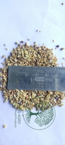Meilleure vente Tribulus Terrestris (Gokshura) Sachet de thé séché Spécialité T-CUT de santé Infusion pour les herbes savoureuses en vrac - Product Image 2