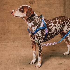 Reebok Luxury Sport Dog Harnesses Trekk Softer-Walk Norwegian Plaid Solid Small Medium Polyester Pet Harnesses for Dog <b>Walking</b> - Product Image 2