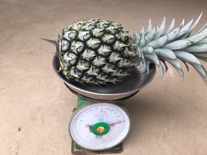 สับปะรดสดเวียดนามเดิมหวานสับปะรดผลไม้ผลิตภัณฑ์การเกษตรสับปะรดสดตามวันหยุด - Product Image 5