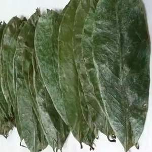 Feuilles de corossol entières vertes naturelles séchées biologiques pures de qualité supérieure pour tisane - Product Image 6