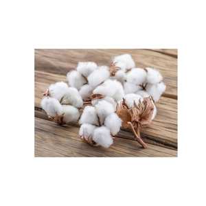 Fibra de algodón crudo orgánico cultivado de manera sostenible, natural, respetuoso con el medio ambiente y biodegradable para la fabricación de textiles - Product Image 6