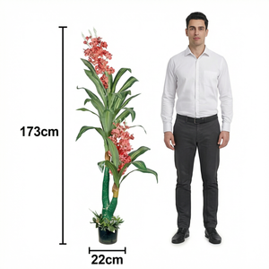 Planta Artificial de Coral, Dracaena en Maceta, 173 cm de Altura, Decoración Interior para Hogar, Oficina, Hotel - Product Image 4