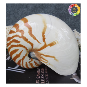 Decoración de lujo Raw/Pulido Cámara Nautilus Shell-Pulido Decorativo Tigre Nautilus Shell para la decoración - Product Image 4