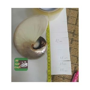 NAUTLUS SEASHELL PREMIUM AUTHENTIQUE NATUREL COQUILLE DÉCORATIVE VIETNAM VRAC VENTE EN GROS FOURNISSEUR QUALITÉ D'EXPORTATION OEM - Product Image 1