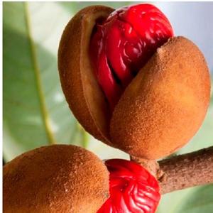 Aceite esencial de maza natural de bajo precio, extracto de hierbas cultivadas silvestres en botella, lata y embalaje de tambor - Product Image 4