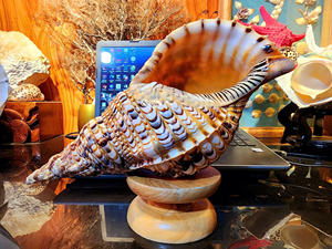 Trompette coquillages coquillage 99 or données coquillage décoration coquille plage style coquillage Vietnam origine pour l'affichage utilisation - Product Image 2