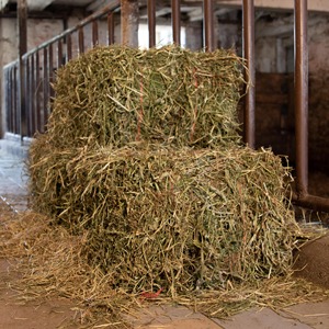 Heno De Alfalfa Para Ganado Bovino Y Cabras A Granel Heno De Alfalfa Directo Granja Cosechado Y Preparado Para Alimentacion Animal - Product Image 1