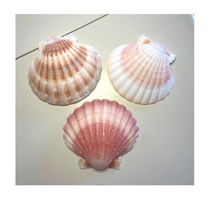 Concha de Vieira de alta calidad ideal para presentaciones de comida elegante en restaurantes de alta calidad y servicios de catering de lujo - Product Image 1