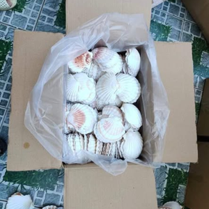 เปลือกหอยเวียดนามวัสดุธรรมชาติ2025สำหรับงานฝีมือที่เป็นมิตรกับสิ่งแวดล้อม - Product Image 4