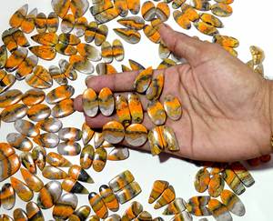 Par de cabujones de jaspe de abejorro Natural de alta calidad, piedras preciosas de cuarzo sueltas, proveedor de precios al por mayor de La India para la fabricación de joyas - Product Image 2