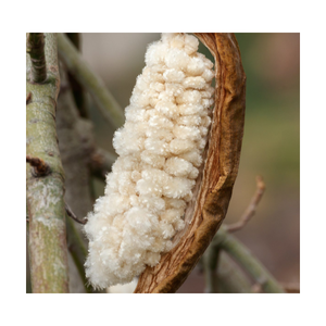 Kapok POP-ราคาไม่แพงเหมาะกับความต้องการของทุกคนคุณภาพดีตรงตามมาตรฐาน /ms ขอบคุณ - Product Image 2