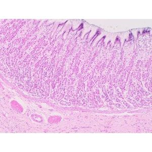 สไลด์ไมโครสโคปที่เตรียมไว้ล่วงหน้า Stomach Fundic T.S. - Product Image 1