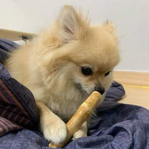 Juguete para masticar perro de madera de café ecológico Natural 100% de Vietnam Mary - Product Image 2