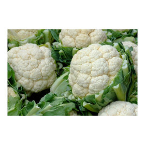 Coliflor fresca a la venta Estilo híbrido Peso maduro Origen Tipo Producto ISO Lugar completo precio barato - Product Image 1