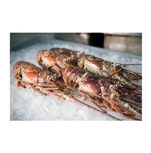 กุ้งก้ามกรามคุณภาพสูง สด/แช่แข็ง มีจำหน่ายในราคาประหยัด - Product Image 2