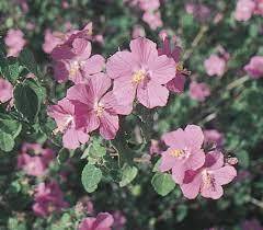 น้ำมันหอมระเหยกลิ่นกุหลาบหินบริสุทธิ์ผ่านการรับรองจากธรรมชาติ100% สำหรับน้ำมันหอมระเหย - Product Image 2