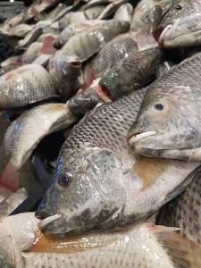 Filet de Tilapia Congelé Bien Préparé et Propre, Fabriqué en Thaïlande, Poisson Tilapia Congelé, Produit Agricole Frais et Vivant, Vente en Gros - Product Image 3