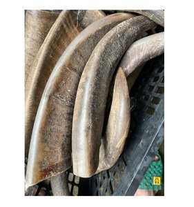 แตรควายหัวกลมปลายดิบธรรมชาติ - Product Image 4
