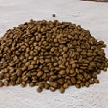 Hạt cà phê rang-Cà phê đặc biệt Việt Nam với chất lượng cao, Arabica từ núi cao Son La