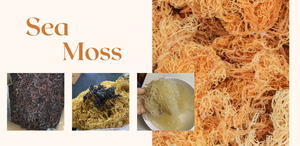 La mejor calidad-Musgo marino seco-Oro crudo, Musgo marino púrpura-100% Musgo marino irlandés de Vietnam / Lima - Product Image 3