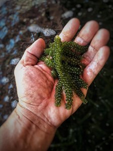 Uvas de Mar Frescas Premium con Sabor Natural del Océano |   Proveedor de Vietnam - Product Image 2