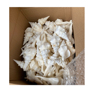 Concha de concha Premium, concha de mar natural genuina para la fabricación de joyas, diseño de interiores y proyectos de arte hechos a mano - Product Image 1