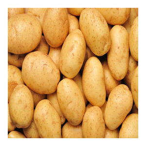 Patatas irlandesas frescas más vendidas, naturales y saludables, frescas de granja, al por mayor, suministro a granel, Exportación Premium, mejor precio asequible - Product Image 3