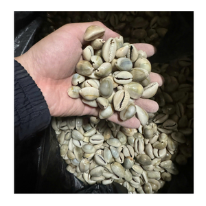 Coquillages décoratifs triés sur le volet, parfaits pour créer des œuvres d'art d'inspiration côtière et des designs d'intérieur uniques - Product Image 3