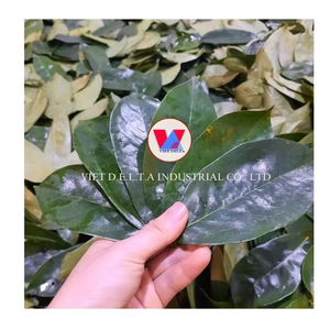 ราคาดีในเวียดนาม- ขายใบซอฟโซปธรรมชาติ 100% จํานวนมากด้วยราคาที่แข่งขันได้และมีคุณภาพสูง - Product Image 2