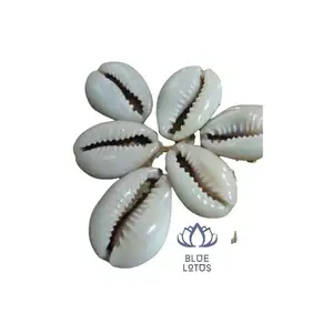 Vietnam Cheap Price Cowry Seashell From Sea