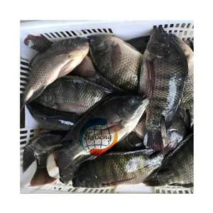 Schwarze Tilapia-Hersteller gefrorenes Futtermittel Fisch Tilapia IFC Tilapia 200 - 300 g für Export in Großgebinden zum besten Marktpreis