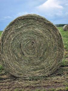 Heno de Alfalfa, Heno de Timothy, Heno de Alfalfa/Timothy/Trébol de Alfalfa de Calidad en Pacas al por Mayor - Product Image 6
