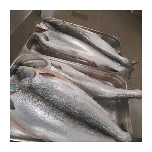 Bonito del Atlántico congelado, venta al por mayor, precio barato, calidad de exportación - Product Image 1