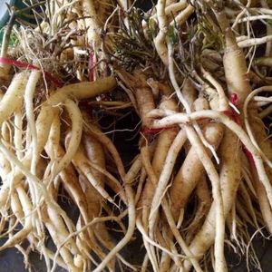 Bonnet de ginseng, planta natural antienvejecimiento, panax, vietnamita, ginseng salvaje, Akina, venta al por mayor - Product Image 1