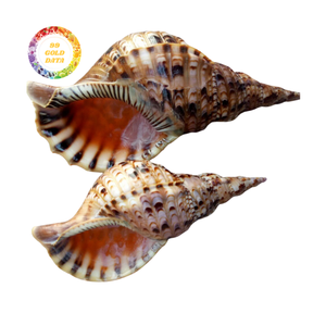 Material de concha de mar grande de conchas marinas de trompeta para suministros de artesanía decoración del hogar y estilo de eventos EXPORTACIÓN DE Vietnam - Product Image 5