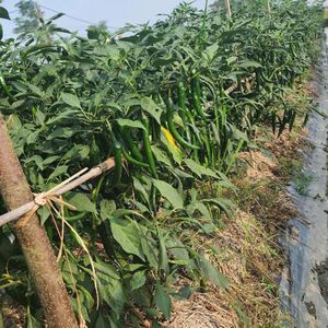 Producto agrícola vietnamita fresco, pimientos y Chile congelados asequibles con embalaje personalizado para alimentos y bebidas - Product Image 6