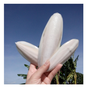 Best Price Chic <b>Cuttlefish</b> Bone From Vietnam, 100% Fresh <b>Cuttlefish</b> Bone For Pet Toy, Eco-Friendly <b>Cuttlefish</b> Bone For Polishing - Product Image 1