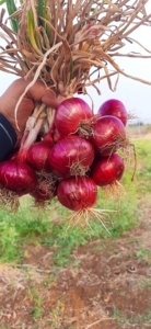 Graines d'oignon rouge Bombay - Product Image 3