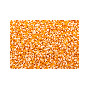 Ngô vàng cho thức ăn bỏng ngô ngô không biến đổi gen tốt nhất bỏng ngô hạt popping ngô nguyên ngô - Product Image 3