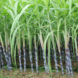 Fresh Cut Sugarcane pour la consommation humaine et l'alimentation animale - Product Image 5