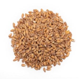 Grano de Cebada 100% Natural de Alta Calidad de Origen Tailandés, Suministro a Granel para Exportación, 500 MT por Mes, Certificado FSSAI/ISO/HACCP, 2 Años - Product Image 3