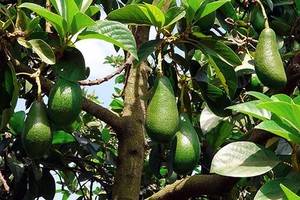 Fournisseur de feuilles d'avocat séchées de qualité alimentaire pour les acheteurs internationaux - Product Image 6