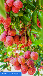 Fruits en conserve de qualité supérieure, sirop de litchis pour grossistes et distributeurs - Product Image 2