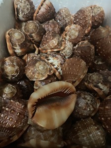 Surtido de conchas marinas naturales: recogidas a mano, decorativas, artesanales, decoración de playa, a granel, ecológicas, formas únicas, calidad superior - Product Image 3