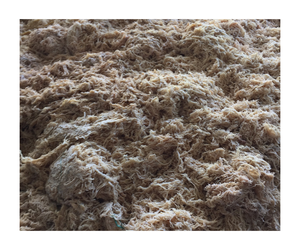 Eucheuma cottonii séchée Superaliment cru sauvage Mousse d'Irlande Algues naturelles GCAP VN Fabricant - Product Image 1