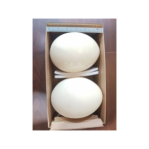 Huevos de avestruz comestibles Fresh Organic Fertile Natural Packed Bulk Farm Supplier Clean Exotic Grade Premium Quality Hatch - Product Image 6